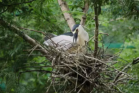 Image of Black-crowned Night-Heron