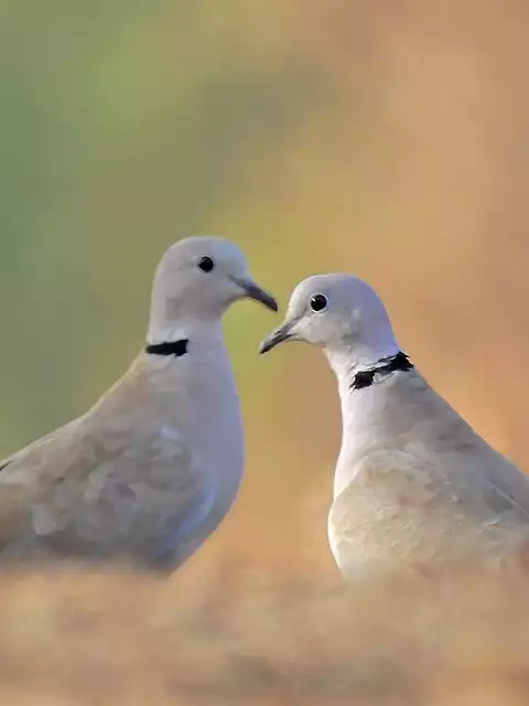 Image of Eurasian Collared-Dove
