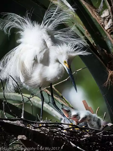 Image of Snowy Egret