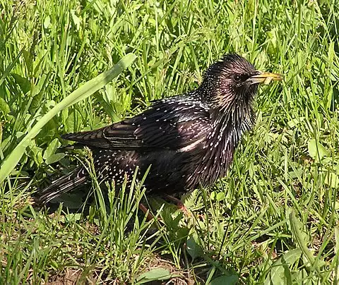 Image of European Starling