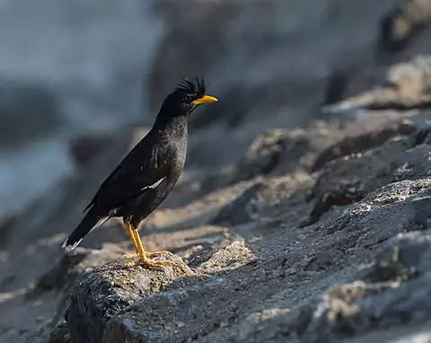 Image of Great Myna