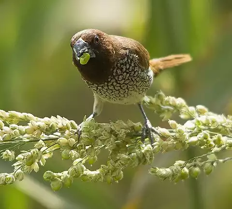 Image of Scaly-breasted Munia