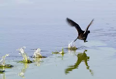 Image of American Coot