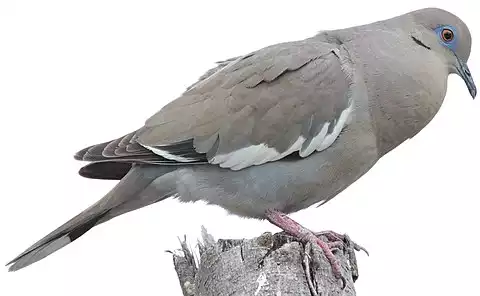 Image of White-winged Dove