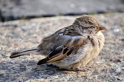 Image of House Sparrow