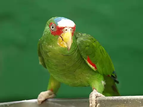 Image of White-fronted Parrot