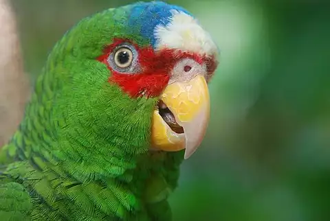 Image of White-fronted Parrot