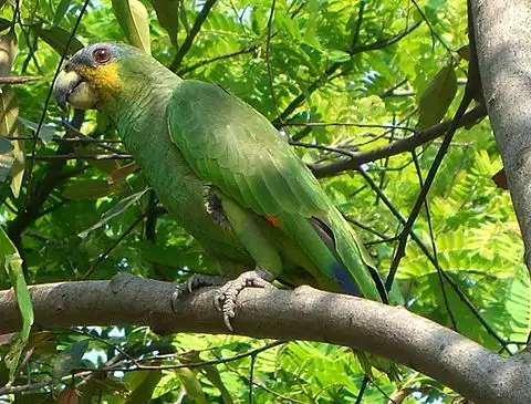 Image of Orange-winged Parrot