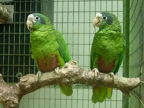 Image of Hispaniolan Parrot