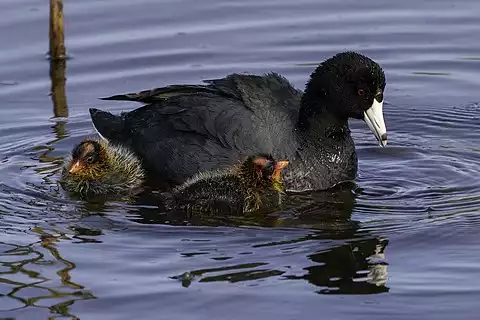 Image of American Coot