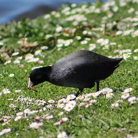 Image of American Coot