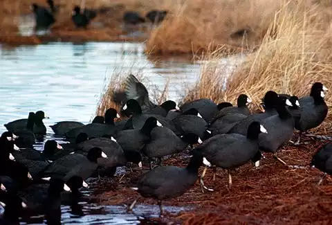 Image of American Coot