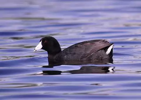 Image of American Coot