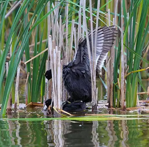 Image of American Coot