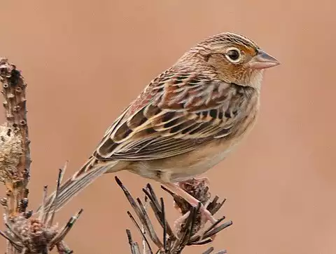 Image of Grasshopper Sparrow