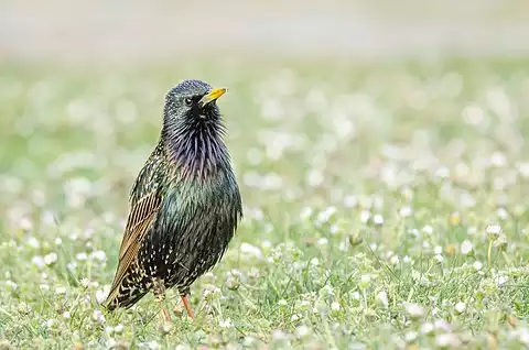 Image of European Starling