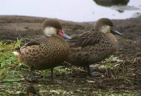 Image of White-cheeked Pintail