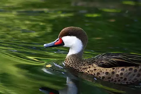 Image of White-cheeked Pintail