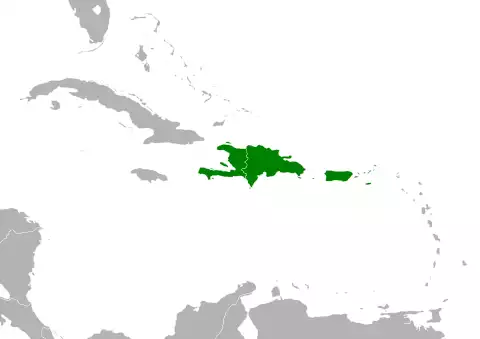 Image of Antillean Mango