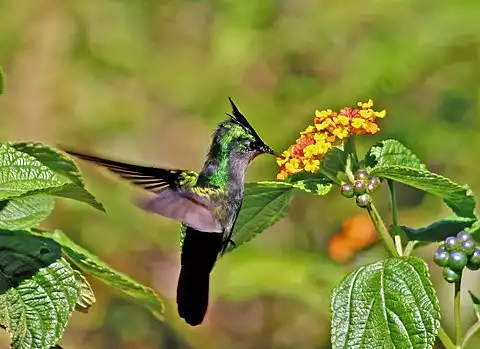 Image of Antillean Crested Hummingbird
