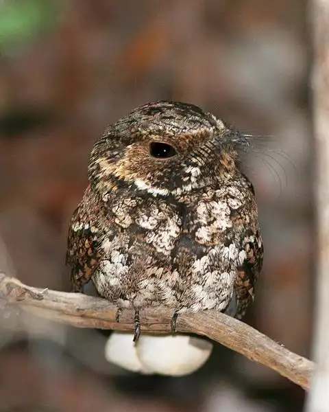 Image of Puerto Rican Nightjar