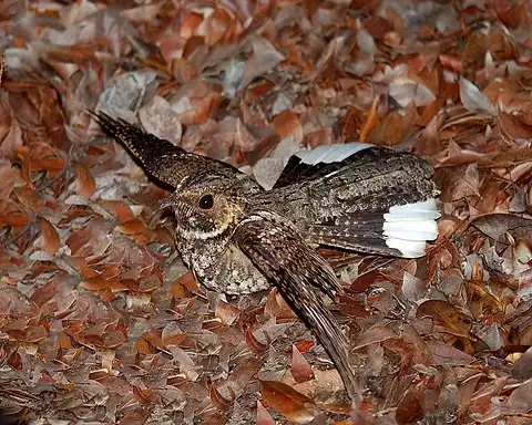 Image of Puerto Rican Nightjar