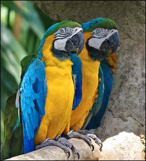 Image of Blue-and-yellow Macaw