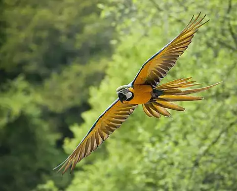 Image of Blue-and-yellow Macaw