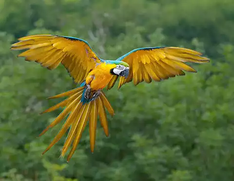 Image of Blue-and-yellow Macaw