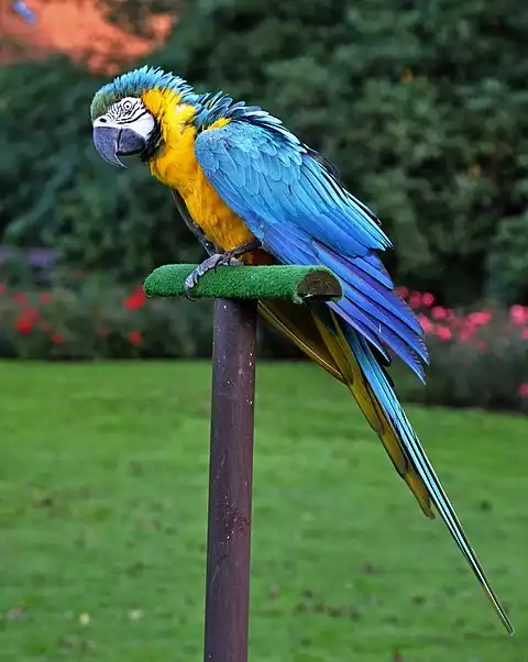 Image of Blue-and-yellow Macaw