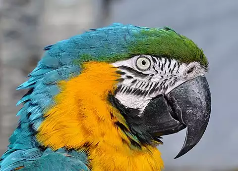 Image of Blue-and-yellow Macaw