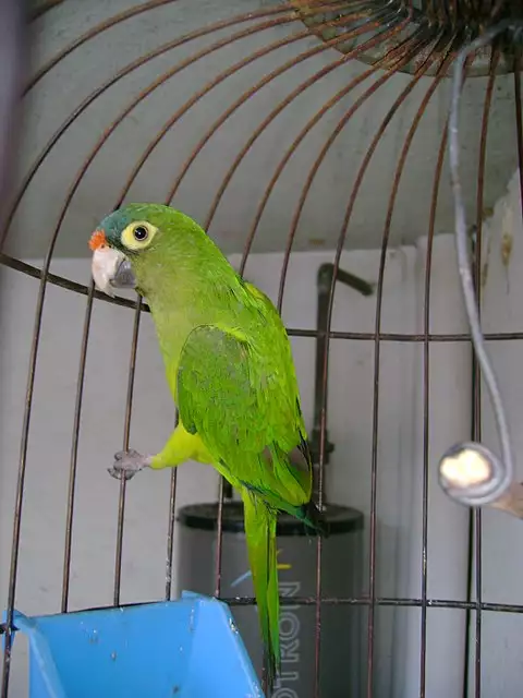 Image of Orange-fronted Parakeet