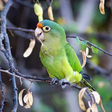 Image of Orange-fronted Parakeet