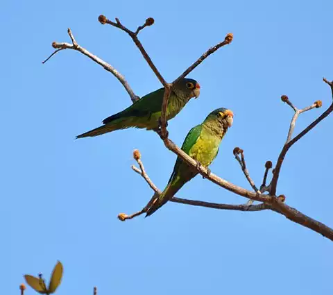 Image of Orange-fronted Parakeet