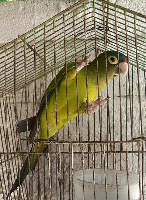 Image of Orange-fronted Parakeet