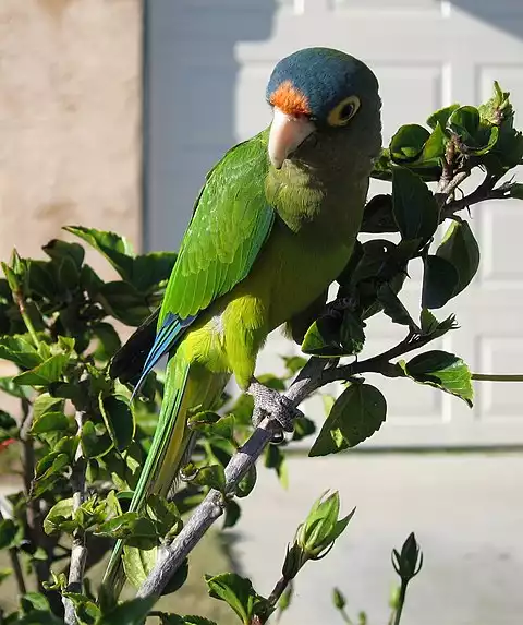 Image of Orange-fronted Parakeet