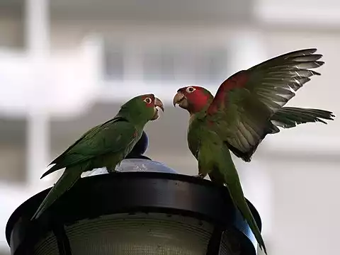 Image of Red-masked Parakeet