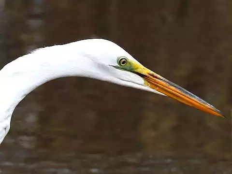 Image of Great Egret