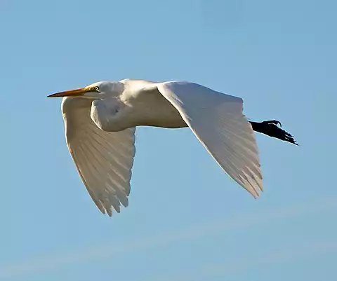 Image of Great Egret