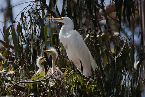 Image of Great Egret