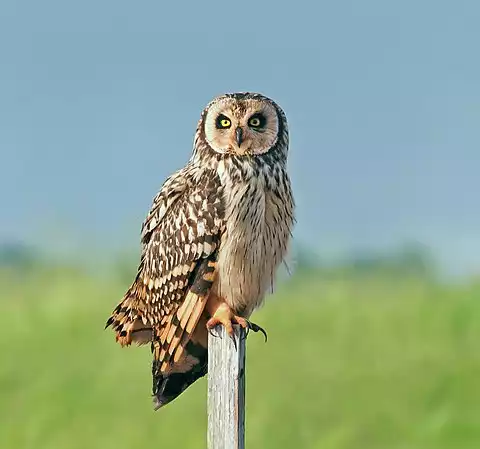 Image of Short-eared Owl