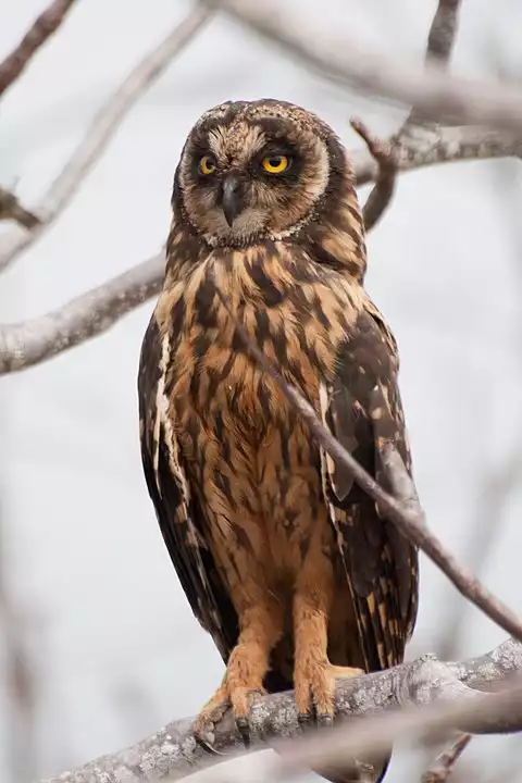 Image of Short-eared Owl