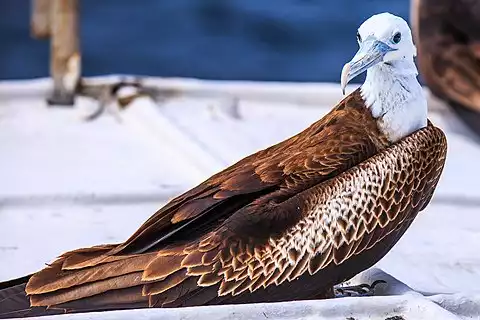 Image of Magnificent Frigatebird