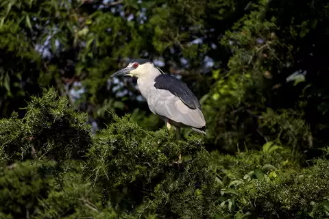 Image of Black-crowned Night-Heron