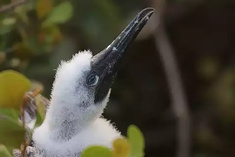 Image of Red-footed Booby