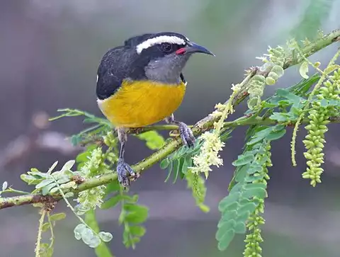 Image of Bananaquit