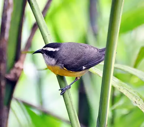 Image of Bananaquit