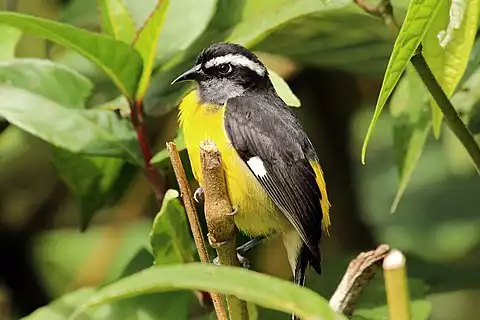 Image of Bananaquit