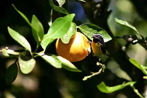 Image of Bananaquit