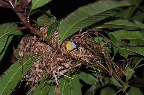 Image of Bananaquit